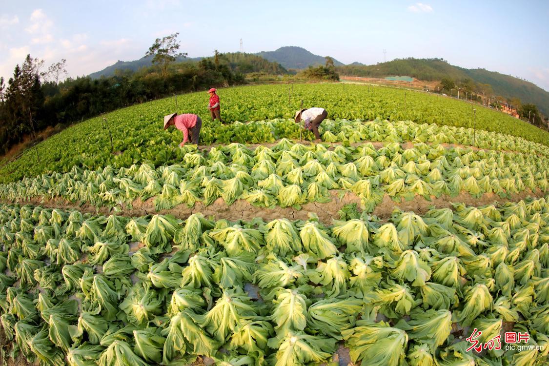 Farmers harvesting vegetables at the algricultural industrial base in E China's Jiangxi Farmers harvesting vegetables at the algricultural industrial base in E China's Jiangxi