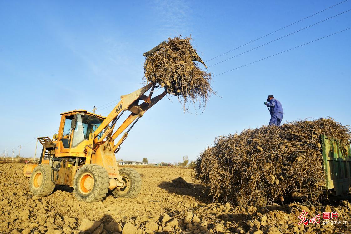 Medicinal herbs planting industry in NW China's Gansu Province