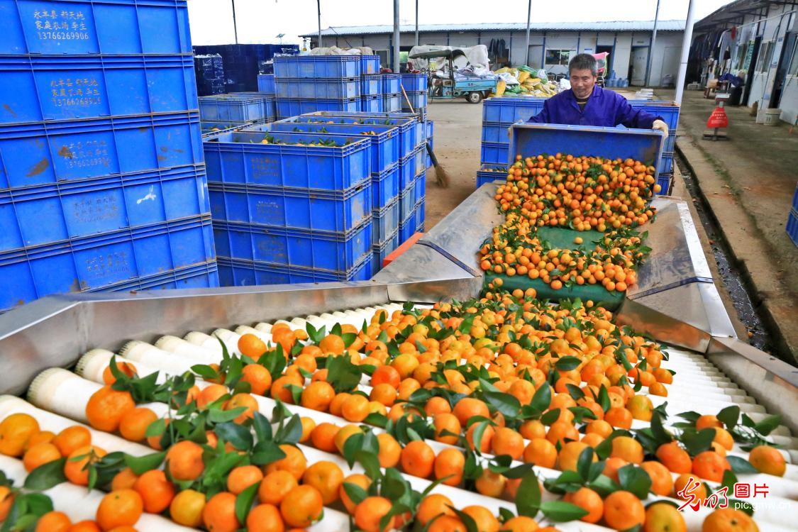 Fruit industries developed in E China's Jiangxi to consolidate comprehensive ecological management