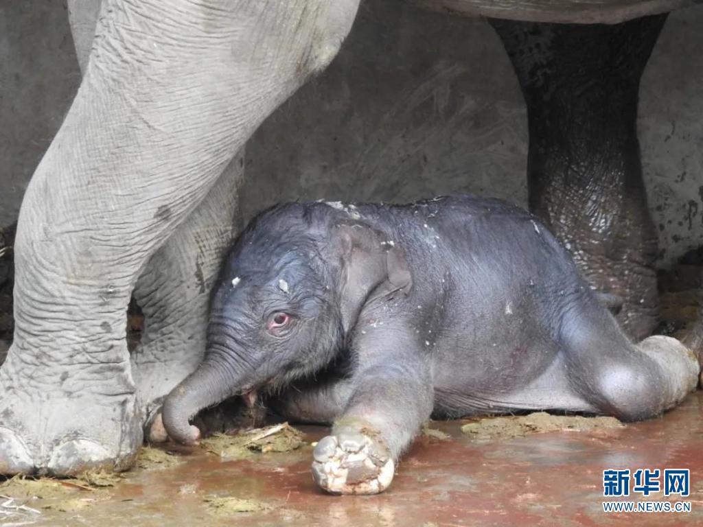 大象"小九"成长志