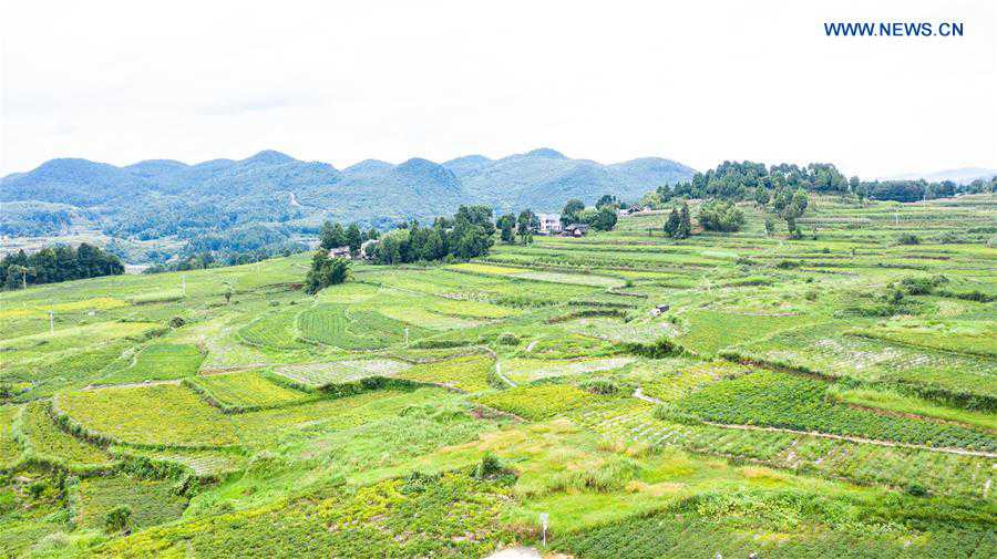 CHINA-GUIZHOU-ZUNYI-CHILI-HARVEST (CN)