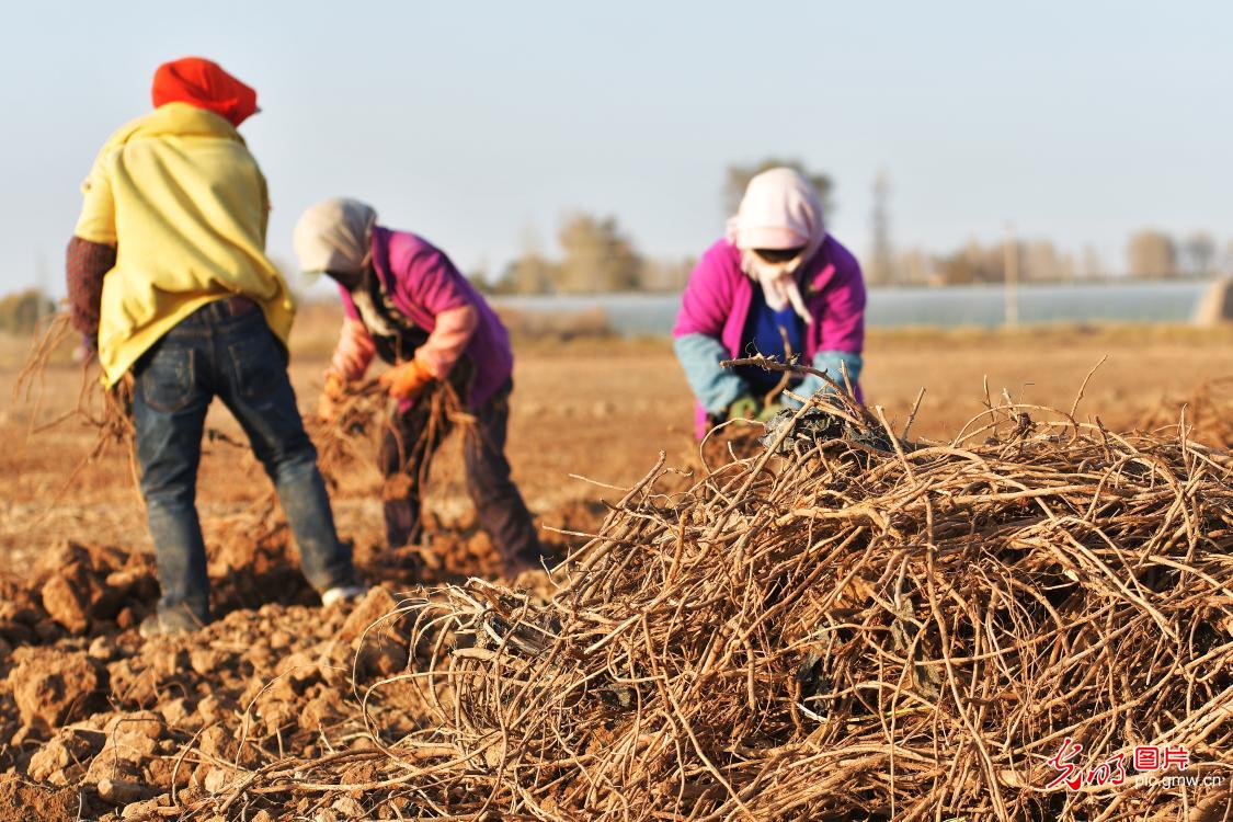 Medicinal herbs planting industry in NW China's Gansu Province