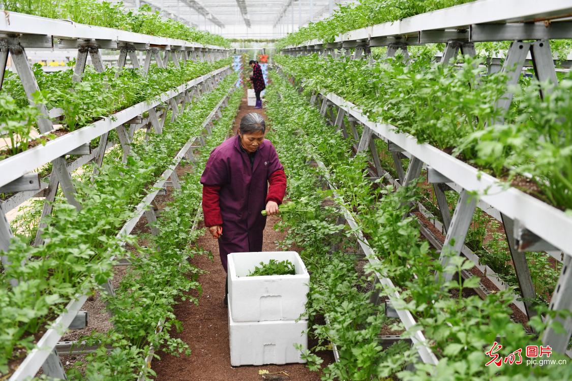 Modern agriculture demonstration park in E China's Jiangxi