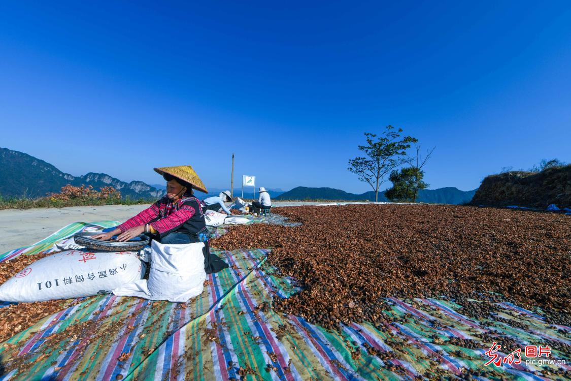 Camellia oleifera planting industry booming in south China's Guangxi Province Camellia oleifera planting industry booming in south China's Guangxi Province