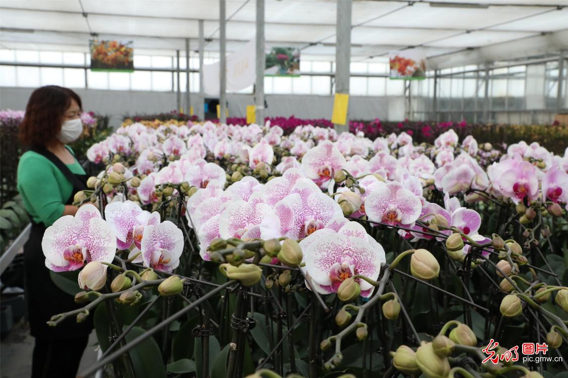 Agricultural technology company in E China's Shandong cultivated 40 new kinds of moth orchids