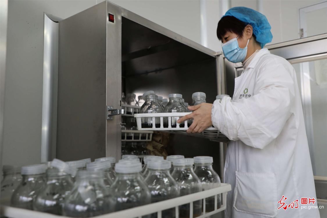 Agricultural technology company in E China's Shandong cultivated 40 new kinds of moth orchids