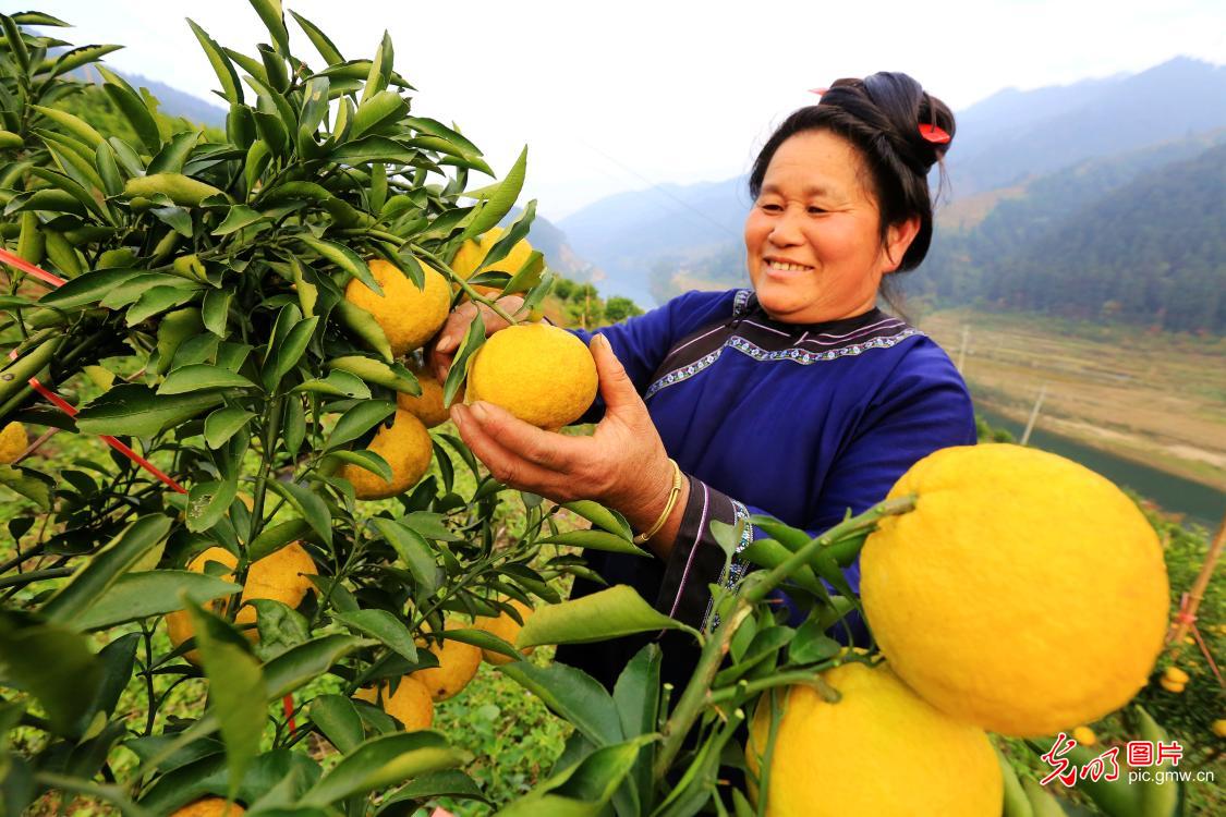 Golden Pomelos sweeten farmers’ life in SW China’s Guizhou Golden Pomelos sweeten farmers’ life in SW China’s Guizhou